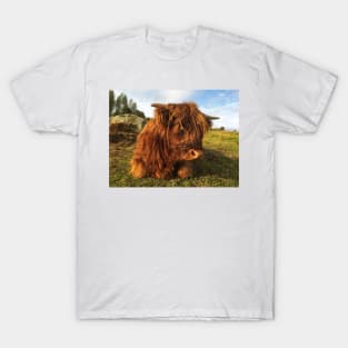 Scottish Highland Cattle Calf 2122 T-Shirt